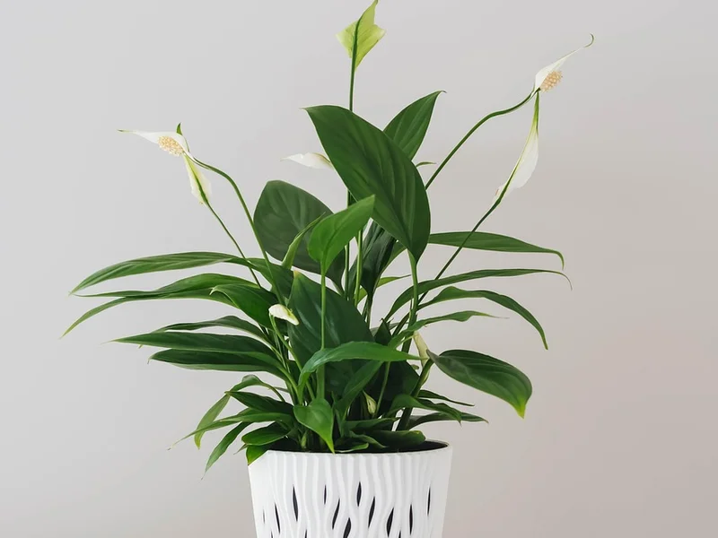 安博体育PG电子平台